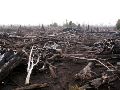 La quema de &aacute;rboles para dejar paso al cultivo de la palma est&aacute; acabando con las selvas tropicales de Indonesia