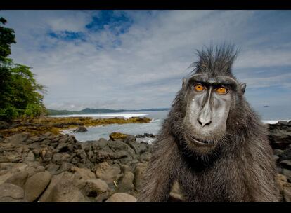 El ganador del último certamen presentó esta foto en la que se retrata a un macaco de cresta negra, orihundo de la isla indonesia de Sulawesi. De la instantánea, Urterthiner dijo: "Llamé a este pequeño adulto 'alborotador', y me interesó porque acercarse a él no fue difícil; aunque después brincó sobre mi como si yo fuera un trampolín. Estos monos vagan por la playa y recorren las rocas buscando frutos de los que alimentarse"