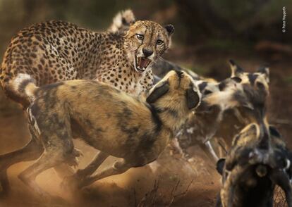 Un grupo de perros salvajes africanos ataca a un guepardo macho solitario. El autor, Peter Haygarth, había estado siguiendo a los perros mientras cazaban en la reserva de caza privada de Zimanga en KwaZulu-Natal (Sudáfrica). Al encontrarse por primera vez con el guepardo, los perros fueron cautelosos, pero cuando llegó el resto de la manada, su confianza creció y comenzaron a rodear al felino. La disputa terminó cuando el guepardo huyó.