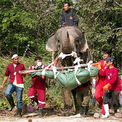 Los equipos de rescate utilizan un elefante para trasladar el cadáver de una víctima del maremoto en Tailandia.