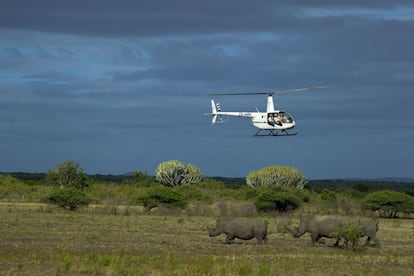 Los especialistas seleccionan desde el helic&oacute;ptero los animales que se llevar&aacute;n a Botsuana. Desde las alturas, disparan el dardo que dormir&aacute; a los rinocerontes escogidos.