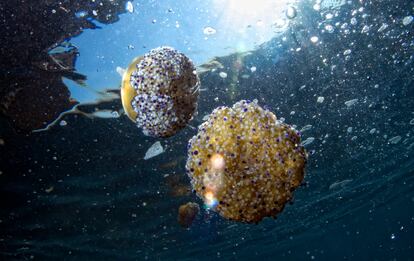 Ejemplares de Cotylorhiza tuberculata, en el mar Mediterráneo. 