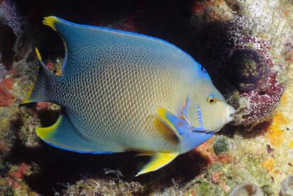 Una especie del golfo de México: el pez ángel <i>(Holacanthus ciliaris)</i>.