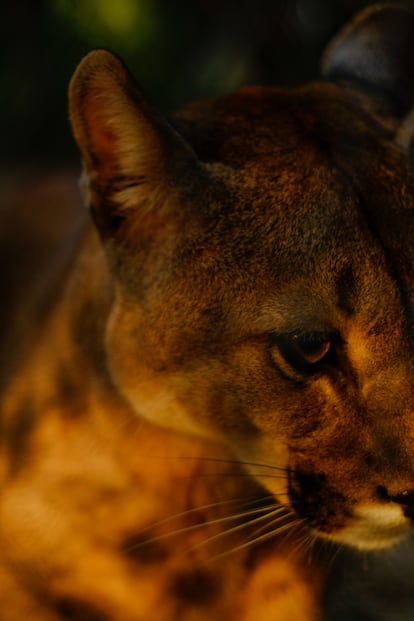 Inti es un puma macho que llegó a MundoAparte huérfano y sin oportunidad de sobrevivir sólo en la naturaleza. Sin la enseñanza de su madre en sus primeros dos años, es imposible que los cachorros aprendan a cazar y evitar al ser humano. 

