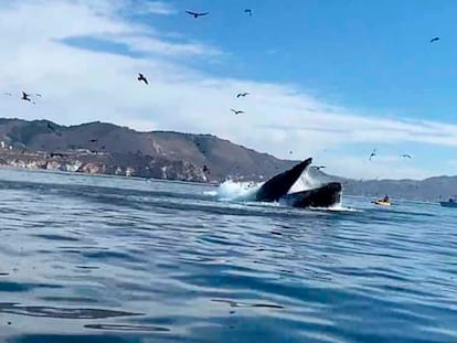 Dos kayaquistas se libran por poco de ser tragadas por una ballena jorobada 