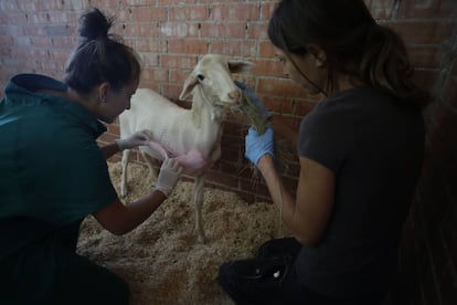 Laura y Beatriz, la veterinaria, curan a Evelin, una oveja que llegó con una pata rota. Un santuario es un lugar en el que se rescatan animales, un lugar donde los humanos están a su servicio y les cuidan para que tengan una vida feliz hasta que mueran de muerte natural y no en el abandono o los mataderos.