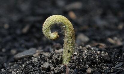 Una planta brota del suelo ennegrecido cerca de Nattai (Australia), el 16 de enero.