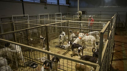 Rehala 'El Viti', compuesta por 75 perros de caza y propiedad del veterinario Luis Muñoz Lorite, en La Carolina (Jaén).