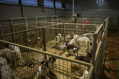 Rehala 'El Viti', compuesta por 75 perros de caza y propiedad del veterinario Luis Muñoz Lorite, en La Carolina (Jaén).