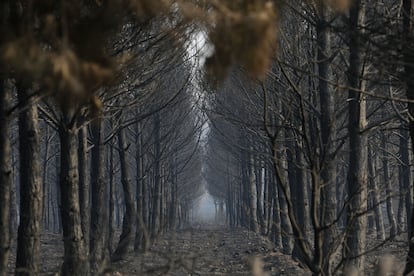 Tierra quemada en un monte entre Villalís de la Valduerna y Quintana y Congosto, tras el incendio en León, el miércoles.