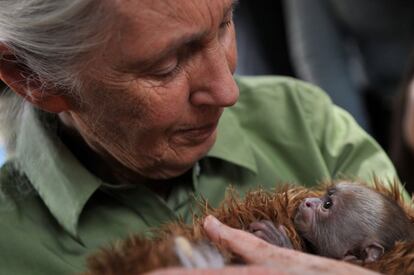 La naturalista Jane Godal abraza una cría de mono cariblanco en una visita realizada el pasado día 28 de enero, al centro de primates de Peñaflor al sur de Santiago de Chile. La Primatóloga inglesa denunció la explotación de la naturaleza en äfrica que ahora realizan los chinos como hicieron en el pasado lo europeos.