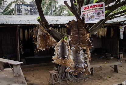 Pieles colgadas en un árbol, también a la venta. Al lado, el reclamo publicitario de uno de los sacerdotes vudú que tiene consulta en el mercado de fetiches. Quienes siguen profesando fe en el animismo, pero en secreto, recurren al teléfono cuando necesitan consulta espiritual o tienen algún problema que requiera la intervención de un sacerdote vudú. Por eso, todos los carteles de los curanderos tradicionales incluyen número de teléfono y de WhatsApp.