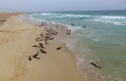 Más de un centenar de ejemplares de delfines de cabeza de león en la playa del Altar, en Cabo Verde.
