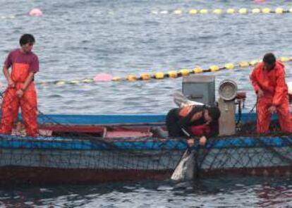 Unos pescadores gaditanos en el momento de pescar el atún rojo. EFE/Archivo