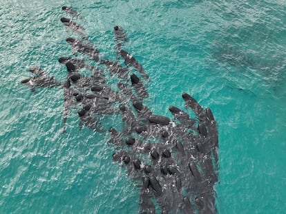 Al menos 51 ballenas piloto de aleta larga murieron anoche tras quedar varadas en la remota playa Cheynes, en el suroeste de Australia, mientras un grupo de ecologistas tratan de rescatar a otros 46 especímenes.