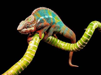 Dermis artificial: ¿estamos cerca de la piel de quita y pon?