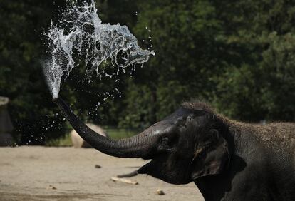 Una cría de elefante asiático lanza agua por los aires durante un día caluroso en el zoo de Tiergarten, en Berlín, Alemania.