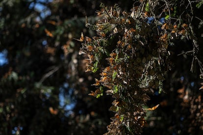 Mariposas monarca posadas sobre la rama de un oyamel en los bosques de Crescencio Morales.