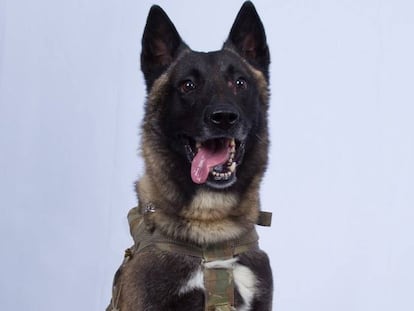 Foto do cão militar que participou da captura de Abubaker al Bagdadi, compartilhada pelo presidente Trump.