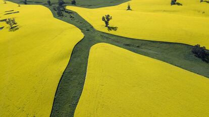 Vista aérea de un cultivo de canola cerca de Harden, Nueva Gales del Sur (Estados Unidos).