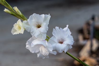 Los gladiolos del padre de Erika Reichert continúan floreciendo en su jardín.