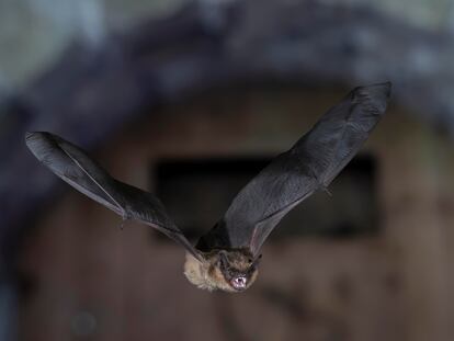 Image of a garden bat ('Eptesicus serotinus'), in Germany.