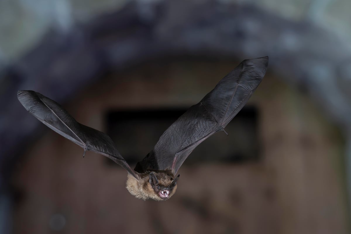 The serotine bat is the first mammal known to copulate without penetration  | Science | EL PAÍS English