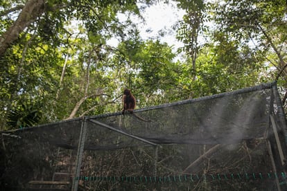 Un grupo de monos aulladores fueron liberados en diciembre de 2019 tras un año de cautiverio. Al momento de abrir su jaula en medio de la selva antioqueña, uno de ellos se queda observando el mundo que anhelaba.