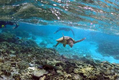 Gran Barrera de Coral de Australia.