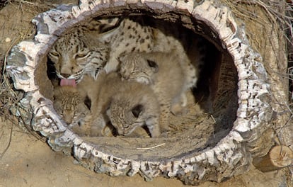 La hembra de lince <b><i>Saliega,</b></i> con dos de sus cachorros en el centro de cría de Doñana.