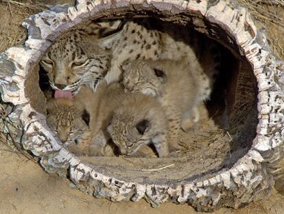 La hembra de lince <b><i>Saliega,</b></i> con dos de sus cachorros en el centro de cría de Doñana.