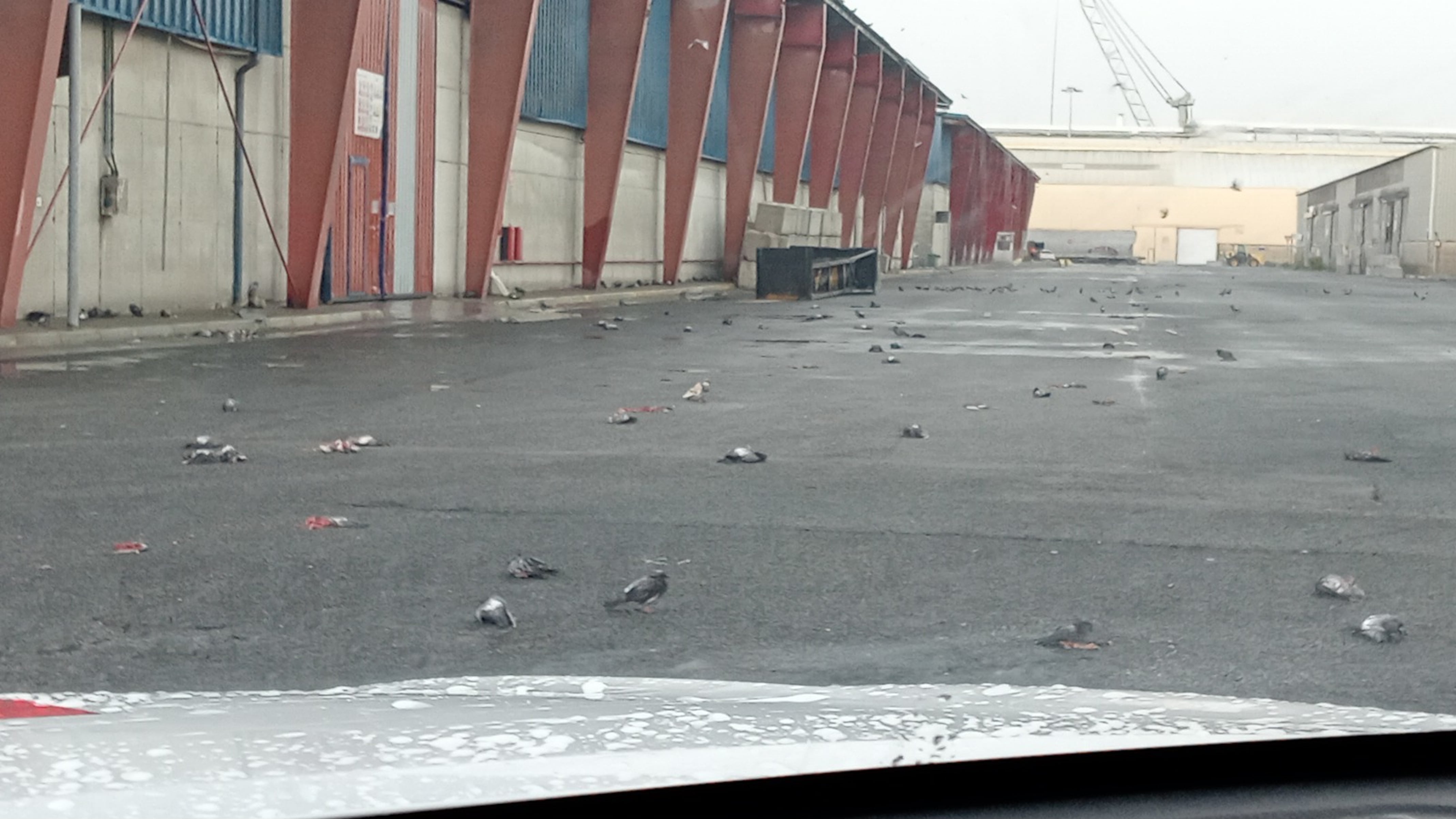Un centenar de palomas aparecen muertas en el Port de Tarragona a causa del temporal