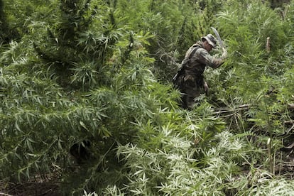 Otro agente cortando a mano plantas de cannabis de más de dos metros en 2014. Mientras que en casi toda América avanza la regulación del cannabis, en Paraguay, el mayor productor del continente junto a México, es todavía un tabú.