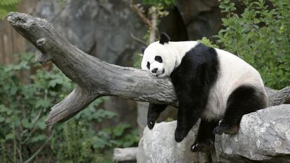 Panda Mei Xiang in her enclosure at the Washington National Zoo.