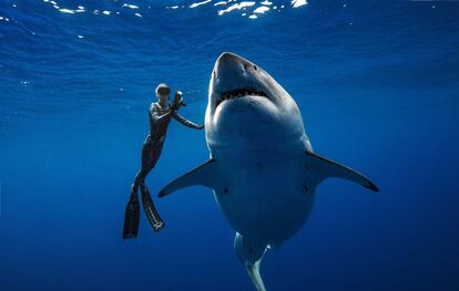 El submarinista Ramsey nada junto a un gran tiburón blanco hembra en la costa de Oahu, Hawái, el 15 de enero de 2019. Los grandes tiburones blancos son extremadamente raros en Hawái y este individuo puede ser uno de los más grandes registrados. Las poblaciones de tiburones alrededor de Hawái están disminuyendo y no hay leyes para proteger a los tiburones de ser asesinados por sus aletas. El equipo de investigación de @OneOceanDiving estudia el comportamiento de los tiburones y enseña a las personas cómo evitar interacciones adversas. Su investigación y trabajo tienen como objetivo ayudar a reducir las muertes relacionadas con los tiburones y educar a otros sobre la importancia de los tiburones.