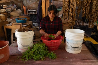 Carmen prepara los petalos de la flor de pensamiento para hacer el papel.