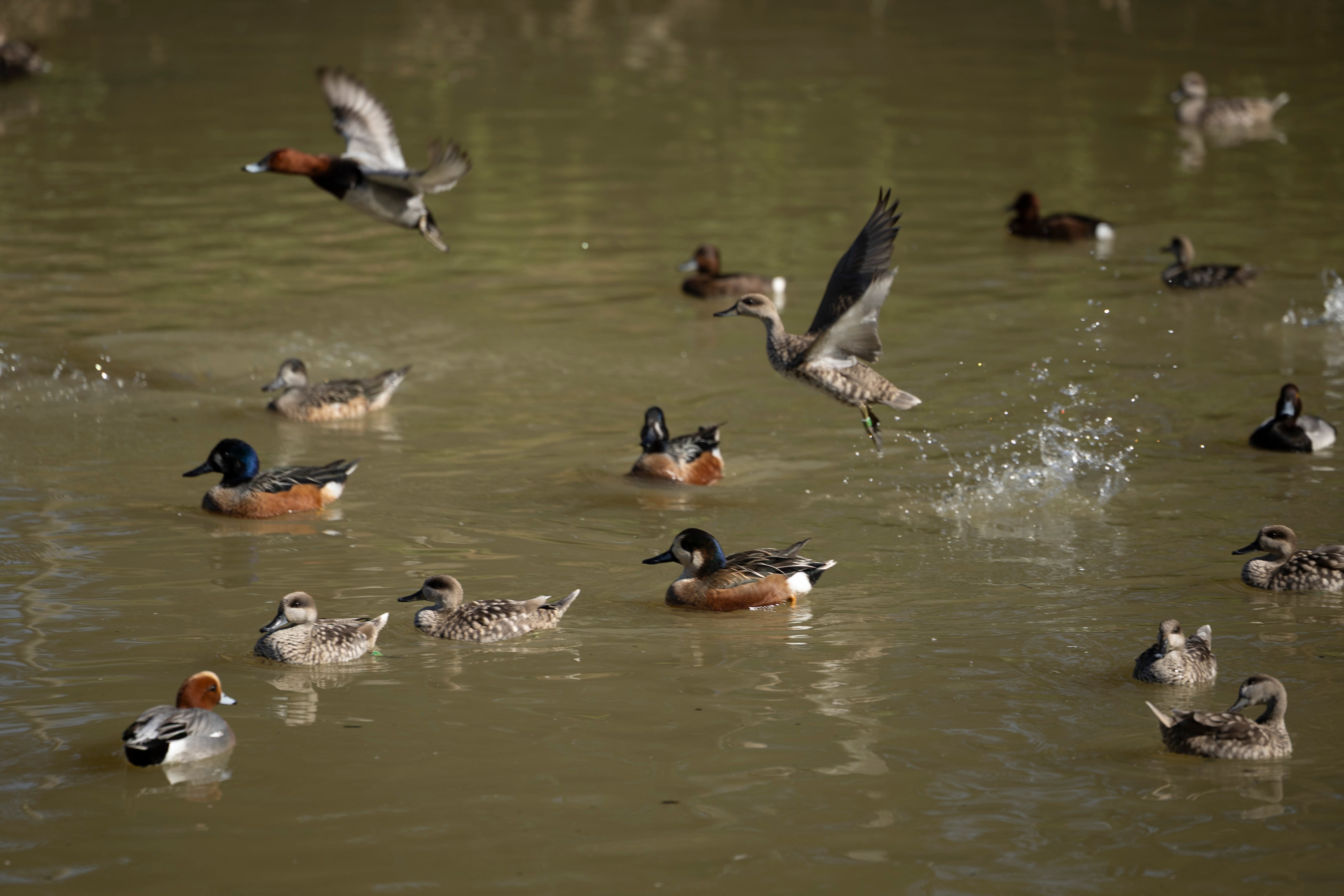 Cercetas pardillas y otras aves, en una laguna de La Cañada de los pájaros.