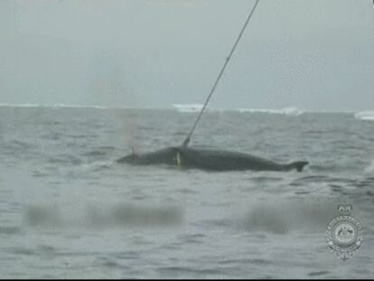 Impactante vídeo de un ballenero japonés cazando cetáceos en la Antártida