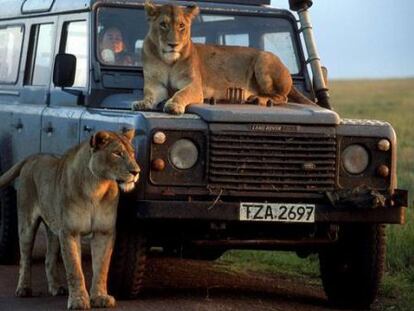 Dos leones subidos a un todoterreno en el documental &quot; Cinco felinos y una c&aacute;mara&quot;.