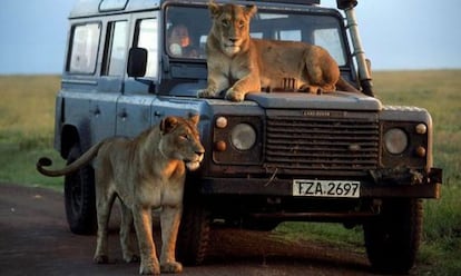 Dos leones subidos a un todoterreno en el documental &quot; Cinco felinos y una c&aacute;mara&quot;.