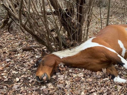 Unos de los caballos muertos en Kentucky. 