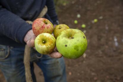 Un trabajador sostiene manzanas de las variedades urtebi haundi y la urtebi txiki. La denominación de origen del País Vasco tiene registradas 115 variedades autóctonas de manzana.