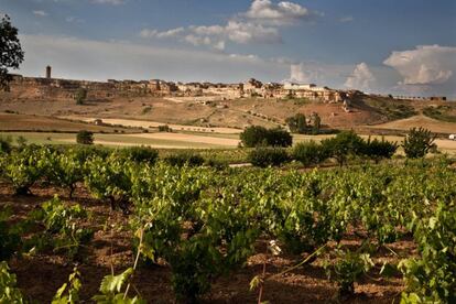 Viñedo de la bodega Dominio de Atauta, en la localidad soriana de Atauta.