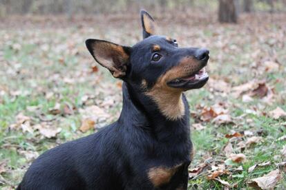 Lancashire heeler