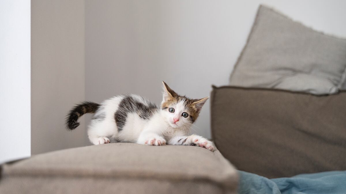 Mantén el sofá y las paredes a salvo de las uñas de tu gato con este protector contra arañazos