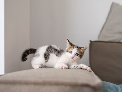 Un gato sobre un sofá