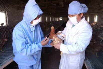 Vacunación de pollos en la provincia de Liaoning (noreste de China) el pasado agosto.