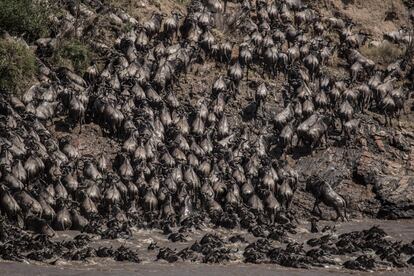 Estos mamíferos barbudos se zambullen estrepitosamente en el agua: la minoría se resbala, pierde el contacto con sus crías, muge dolorida o perece entre los colmillos de algún cocodrilo del Nilo; la ruidosa mayoría avanza —en una coreografía innata marcada por la genética— movidos por el ansia animal de alcanzar tierra firme.