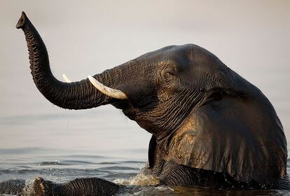 "Durante la estación seca, sobre todo durante los meses de julio y agosto, manadas enteras de elefantes cruzan el río Chobe (Botsuana) en busca de mejores pastos. Estos gigantes de la sabana pueden nadar largas distancias". 500mm f4 1/500 ISO 250