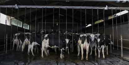 Un grupo de vacas en una explotaci&oacute;n l&aacute;ctea en Galicia